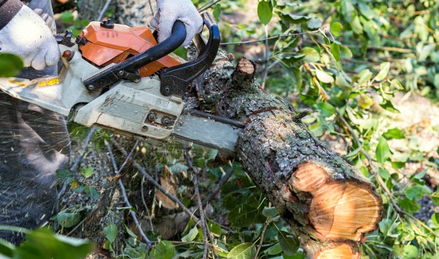 Tree Trimming