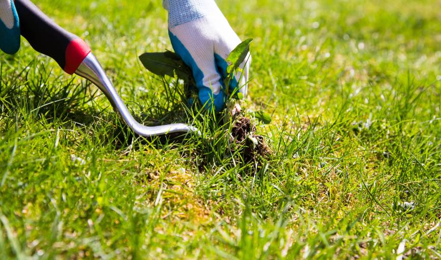 Weed Control